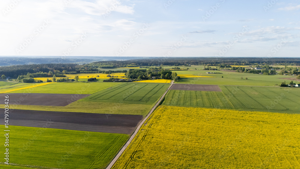Fototapeta premium Aerial View of Rapeseed Fields Landscape