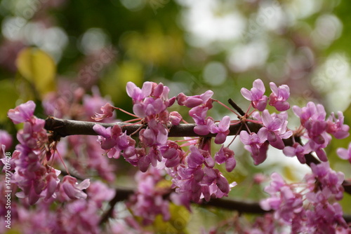 Branch of ornamental tree cercis canadensis on blurred background