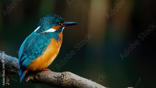 Kingfisher (Alcedo atthis) sitting on a branch