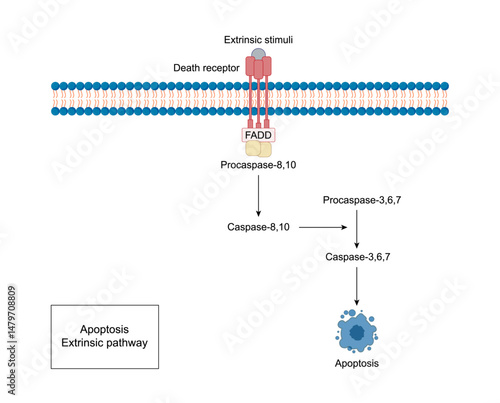 Apoptosis, programmed cell death, extrinsic pathway. Cell breaks into apoptotic bodies. Vector illustration.