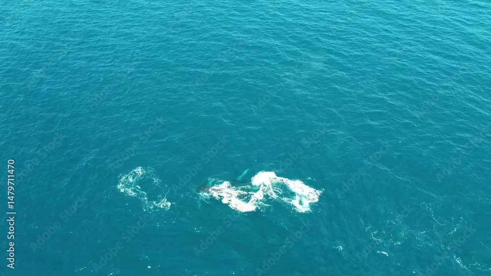 custom made wallpaper toronto digitalA majestic whale breach captured by drone off the coast of Noosa National Park. Crystal-clear waters and serene surroundings frame this rare and breathtaking wildlife moment from above.