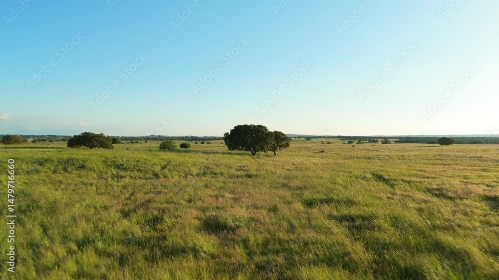 Landscape of Alentejo, Portugal on Sunny Day. Green Field and Oak Trees. Aerial View. Moving Forward at Low Level Landscape of Alentejo, Portugal on Sunny Day. Green Field and Oak Trees. Aerial View. Moving Forward at Low Level