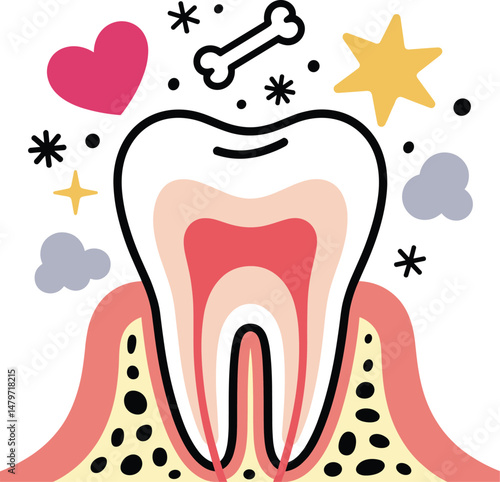 Anatomical illustration of a tooth