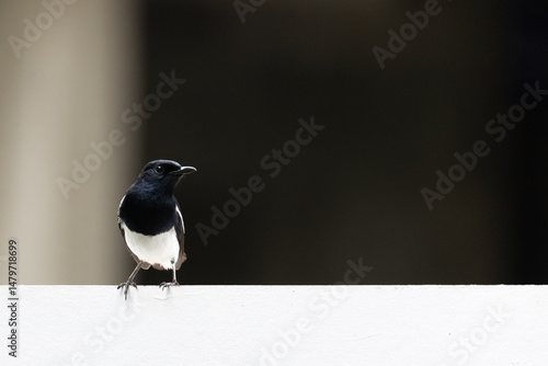 Close-up of an Oriental magpie-robin on dark background. Close-up of an Oriental magpie-robin perched on a white wall. 