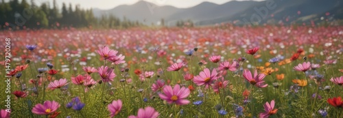 Vibrant cosmos flowers sway gently in a summer field ,  background,  day