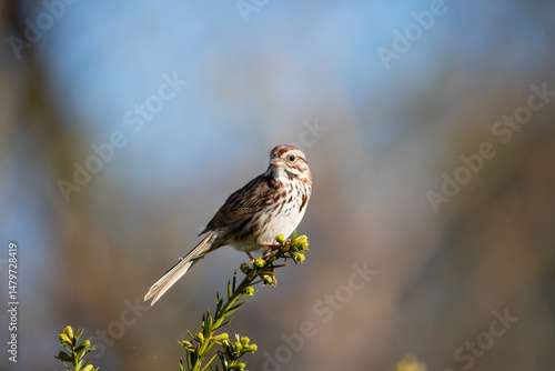 Song Sparrow