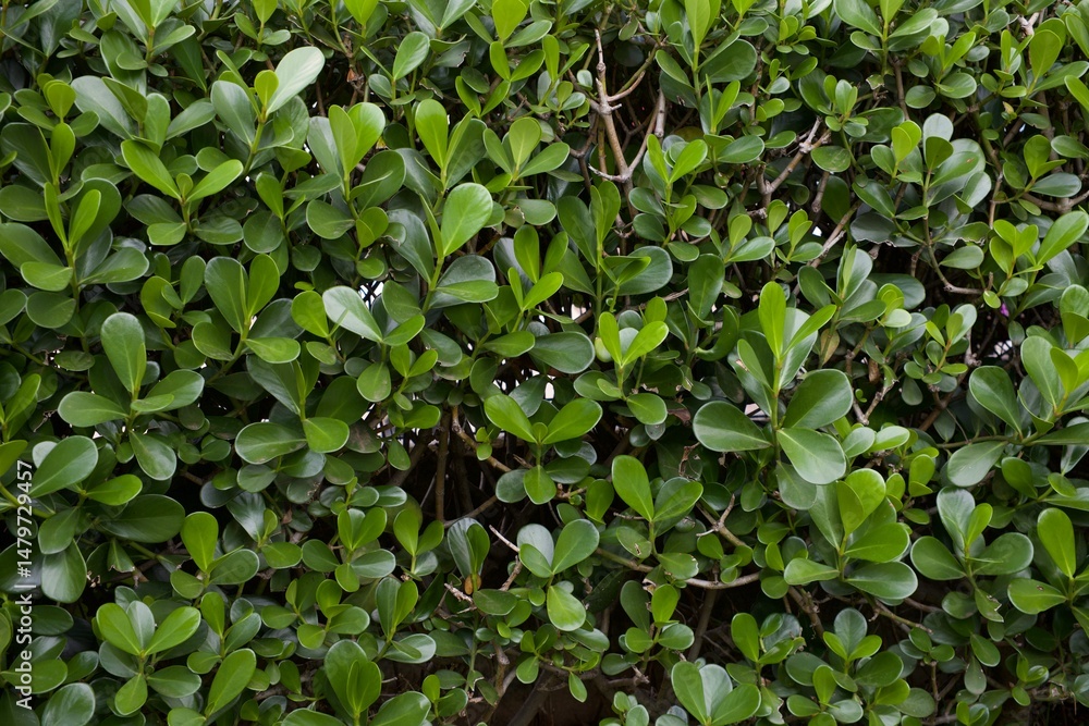 A lush green bush with many leaves A lush green bush with many leaves