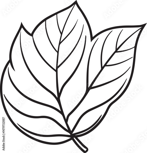 Leaf outline vector illustration line art	
