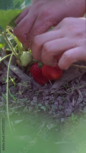 The girl picks strawberries and puts them in a basket.