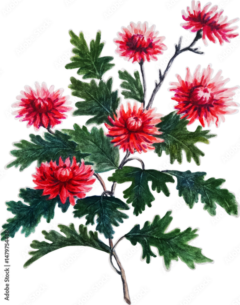 A branch of the red chrysanthemums with green leaves. Watercolor hand drawn flowers on transparent background. A branch of the red chrysanthemums with green leaves. Watercolor hand drawn flowers on transparent background.