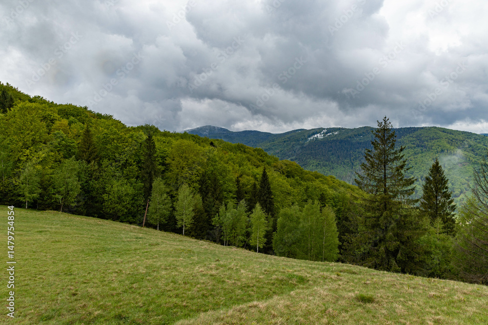 Fototapeta premium mountain slope covered with green trees
