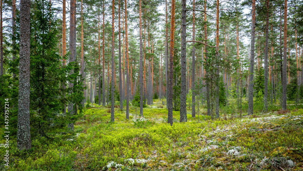 Fototapeta premium Northern forest landscape in spring Wild deep forest.