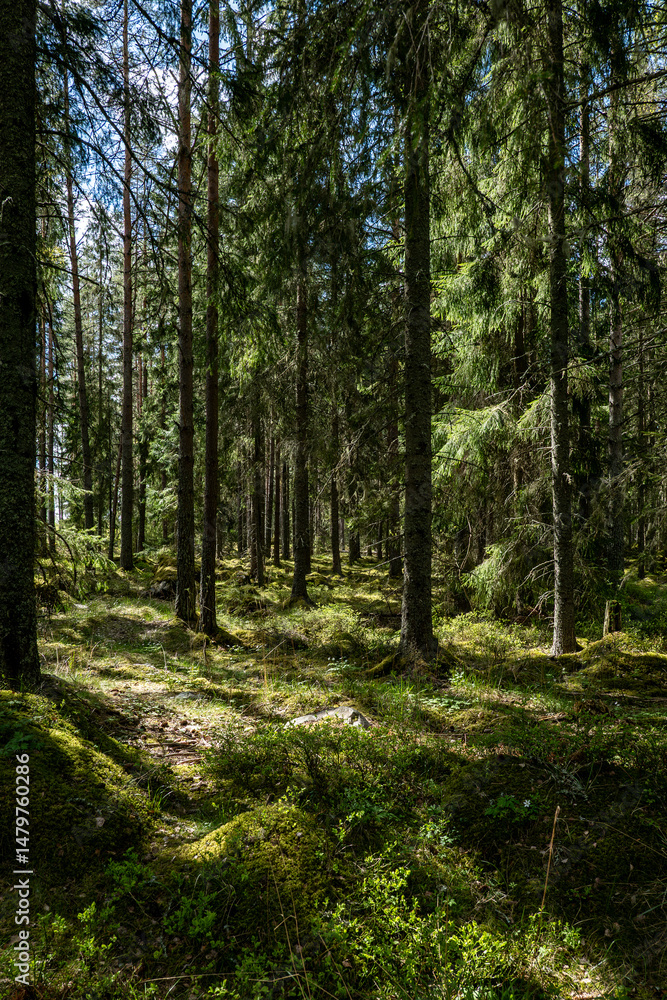 Northern forest landscape in spring Wild deep forest. Northern forest landscape in spring Wild deep forest.