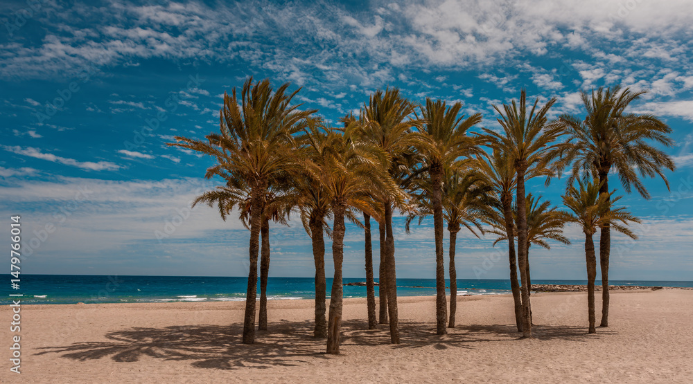 Obraz premium Palm Trees Framing the Ocean View