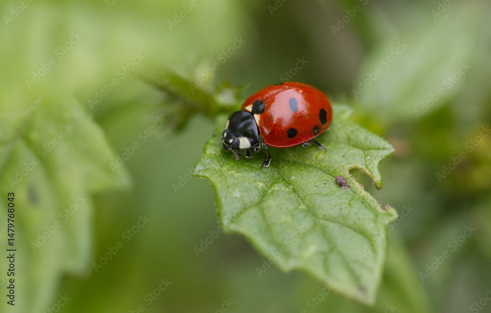Fototapeta premium close-up ladybird, close-up red beetle with black dots, green leaves, beetle with dots, head and eyes of ladybird, Coccinellidae, green bokeh in background