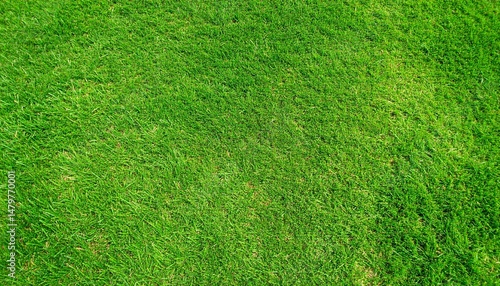 Grass pattern. Fresh spring green grass, green grass texture top wiev. Green grass texture background.	