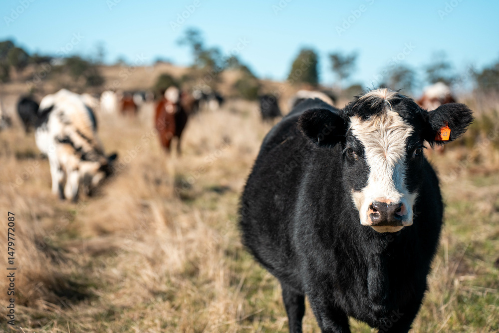 Obraz premium Beef cows and calves grazing on grass on a beef cattle farm in Australia. breeds include murray grey, angus and wagyu