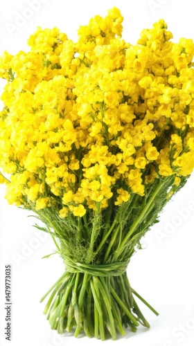 Close up on Bunch of Yellow Flowers Against White Background Studio Shot Botanical Beauty Floral Design