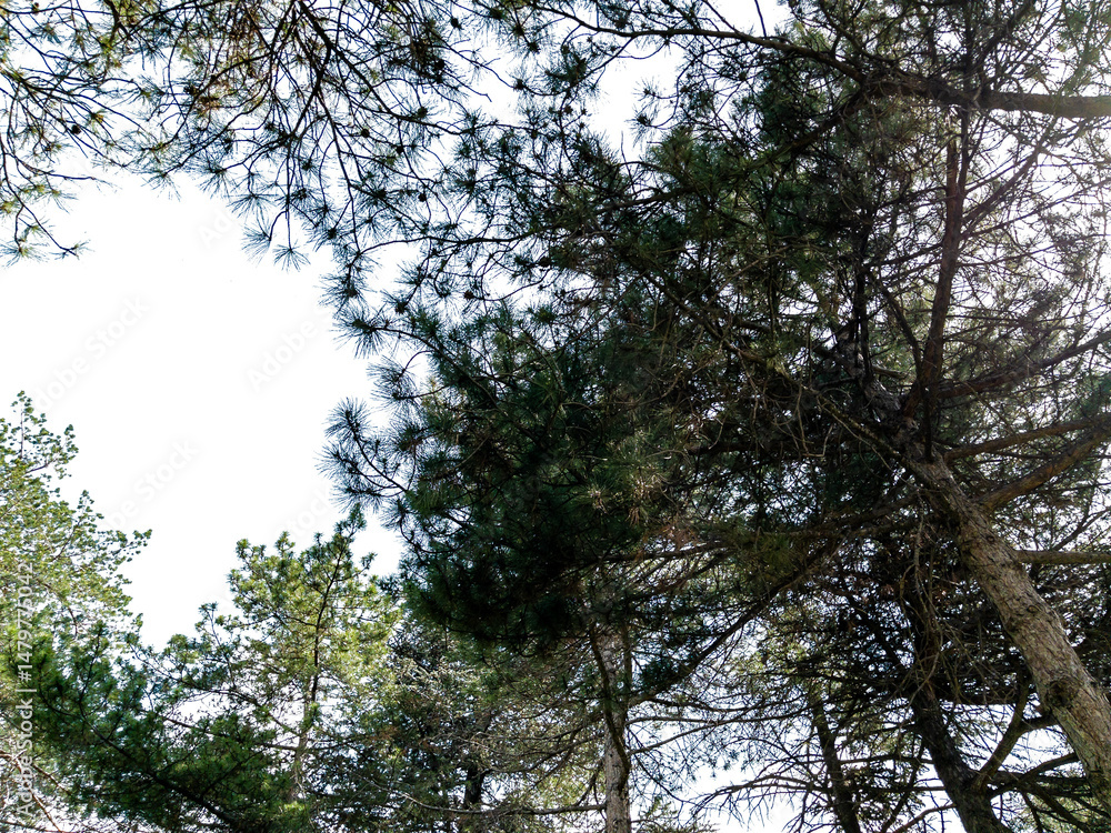 Fototapeta premium Bottom view of trees isolated on white background