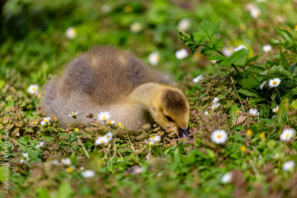 Canadian gosling on grass field