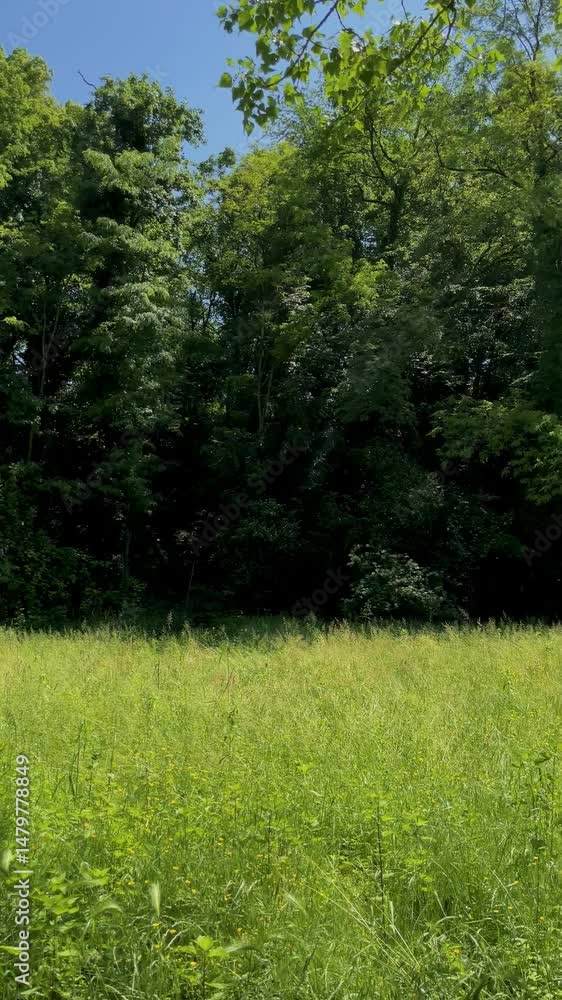 Poplar tree pollen carried by the breeze through a sunlit natural field with a thick forest in the background. Poplar tree pollen carried by the breeze through a sunlit natural field with a thick forest in the background.