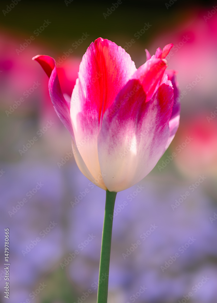 Fototapeta premium Tulips On The Parterre At Waddesdon Manor, Buckinghamshire