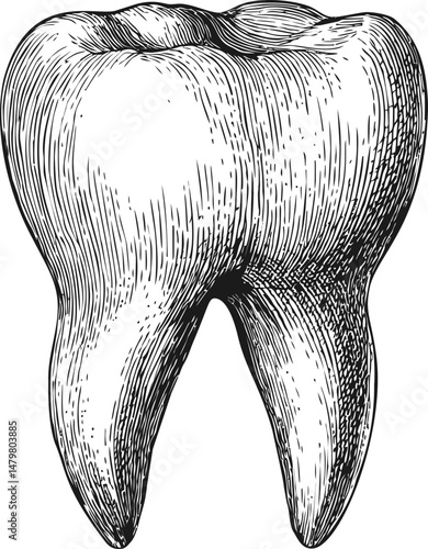 Detailed black and white vintage engraving of a human molar tooth. Vector illustration