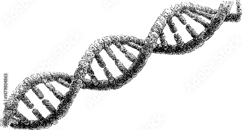 Black and white illustration of a dna double helix detailed drawing. Vector illustration