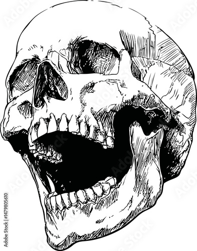 Detailed black and white illustration of a human skull with expressive shading. Vector illustration