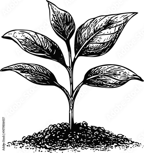 Detailed black and white illustration of a young plant sprouting from soil. Vector illustration