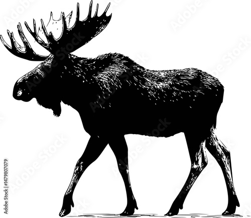 Silhouette of a walking moose with large antlers in black and white illustration. Vector illustration