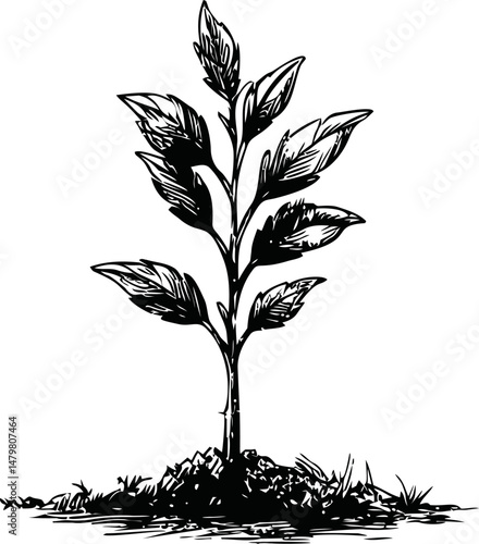 Young plant illustration with detailed leaves, concept art. Vector illustration