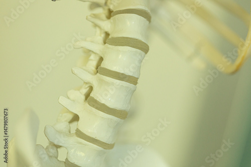 Detailed image of the lumba...