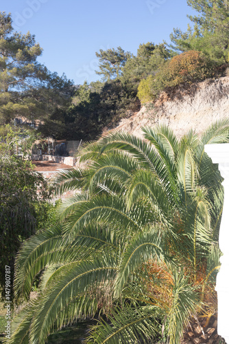 Lush palm tree in the foreg...