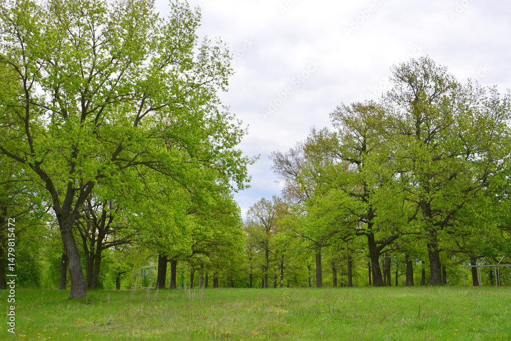 Fototapeta premium A vibrant green landscape with lush trees and a grassy meadow in cloudy day