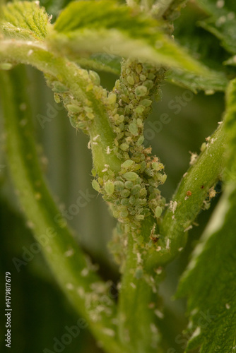 Macro shot of green aphids ...