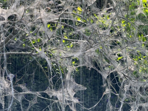 Close-up of numerous spider...