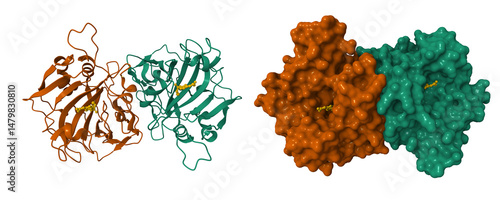 Foto Crystal structure of the dimeric extracellular domain of human carbonic anhydrase XII with inhibitor