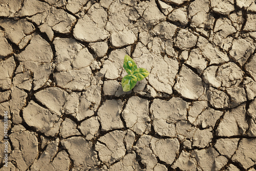 Drought land with sprout, cracked earth texture, arid soil, climate change, new life hope