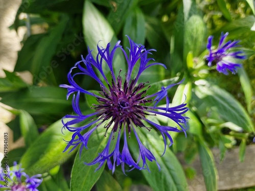 Blüte der Berg-Flockenblume