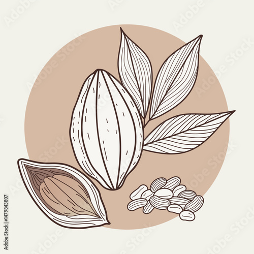 Cacao Plant Line Art – Botanical Illustration with Circle Background. Elegant hand-drawn cacao pod with beans and leaves, set against a warm beige circle. Minimalist botanical vector illustration