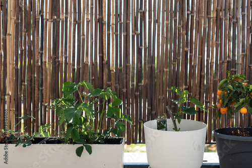 Plants in pots against a na...