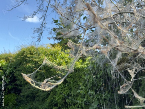 Close-up of ermine moth web...