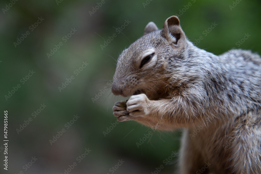 Naklejka premium Close-up of a fluffy squirrel happily eating. Perfect for nature, wildlife, and animal-themed projects.