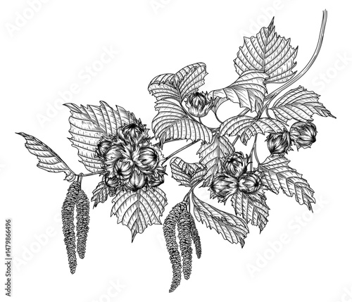 Vector illustration of a hazelnut branch in engraving style. Nut forest graphics tree. Decoration linear healthy snack