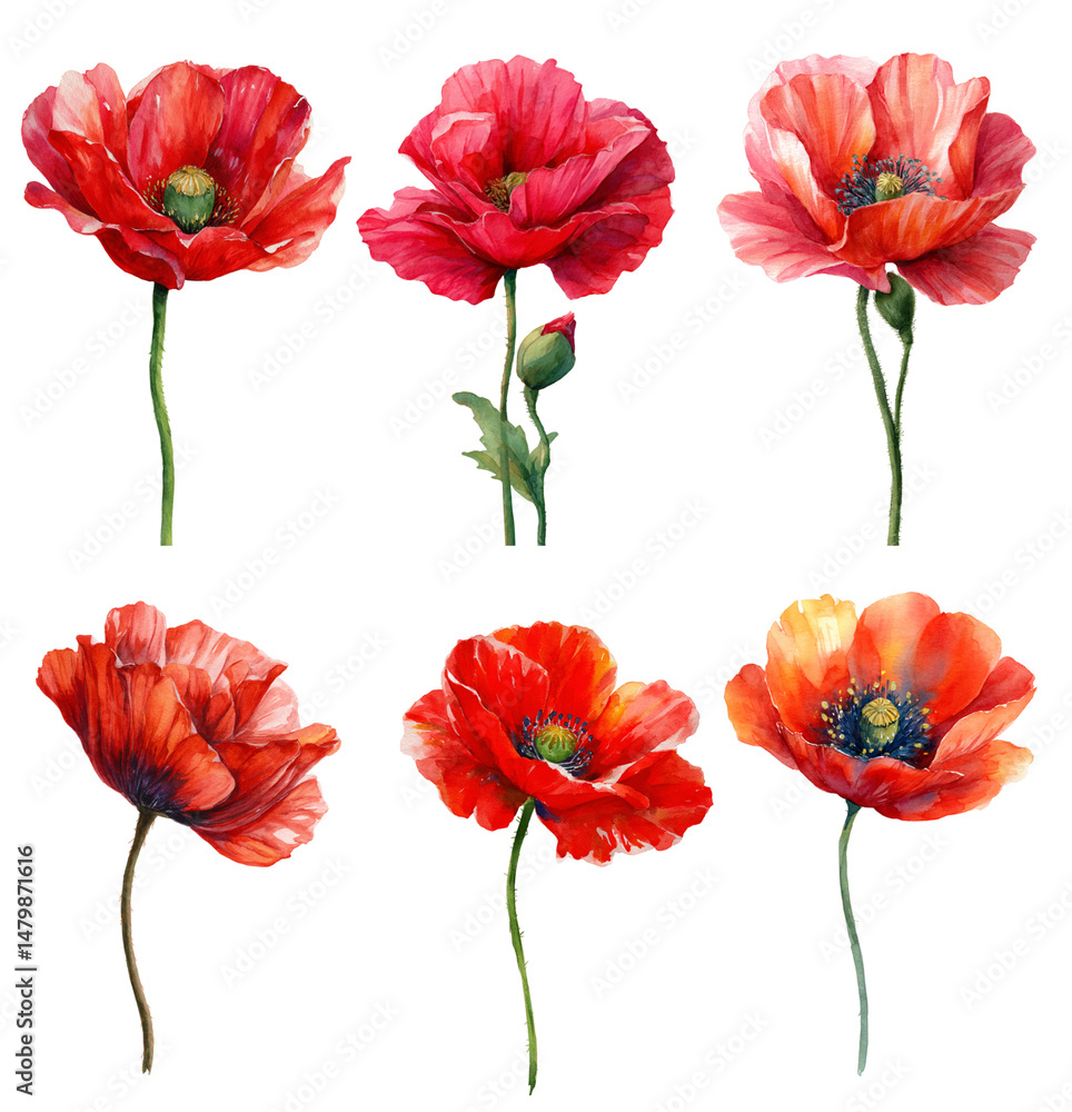 Obraz premium Poppy watercolor flowers isolated on transparent background.