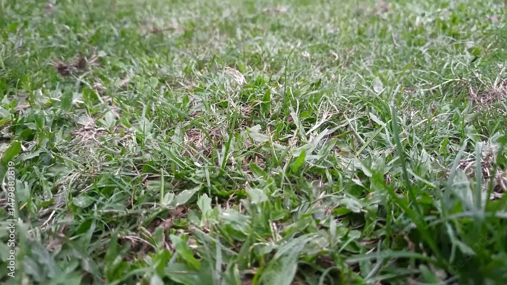 Green grass field under a clear blue sky, capturing the serene beauty of nature Green grass field under a clear blue sky, capturing the serene beauty of nature