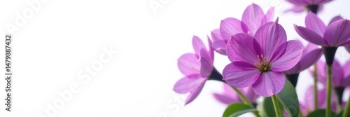Intense purple flower bunch, pure white setting, bloom, botanical