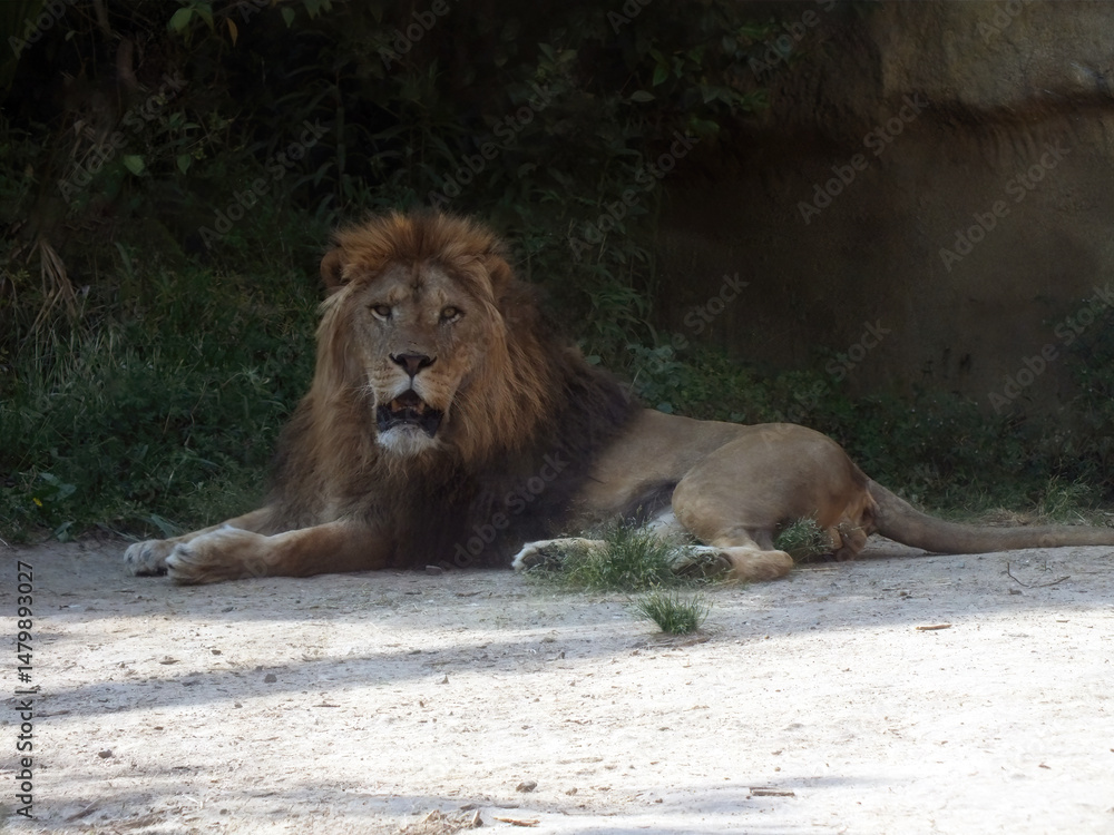 Naklejka premium オスのライオン