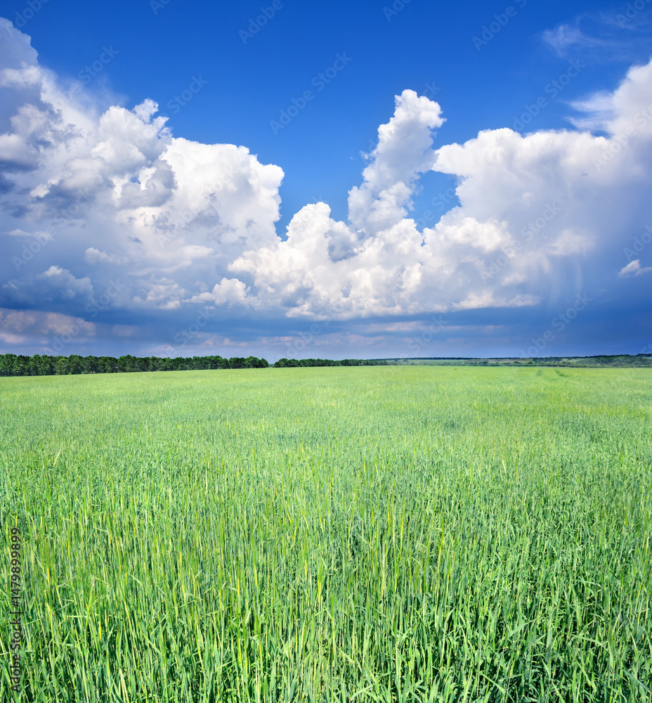 Obraz premium Green wheat on the field in early summer on background thunderstorm dark clouds